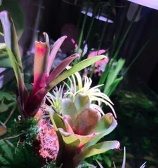 Bromeliad Potting and Maintenance Methods (Potting Time, Light, Water and Fertilizer Management) 2