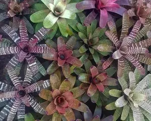 Bromeliad Potting and Maintenance Methods (Potting Time, Light, Water and Fertilizer Management) 3