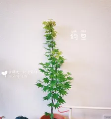 You Can Also Grow Beautiful Maple Trees at Home (Master These Techniques to Easily Create Your Private Maple Leaf Space) 3