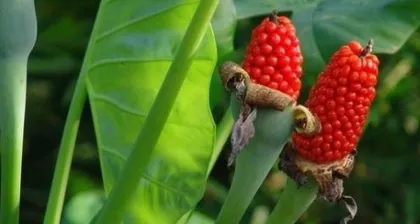 Taro Planting and Care (How Beginners Can Create a Beautiful Taro Garden)