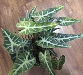 Alocasia Planting and Care (How Beginners Can Create a Beautiful Alocasia Garden) 2