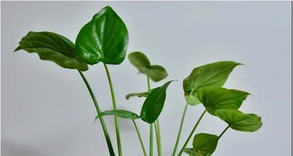 Alocasia Planting and Care (How Beginners Can Create a Beautiful Alocasia Garden) 3