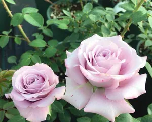 Ocean Song Rose - a unique climbing plant (Exploring the variety characteristics and cultivation methods of Ocean Song Rose)