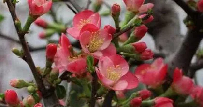 The Feng Shui Wonders of Keeping Plum Blossoms at Home (With Plum Blossoms at Home, Fortune Soars High)