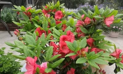 Lapui Azalea Care Guide (Quickly Master Lapui Azalea Growing Techniques, Create a Unique Courtyard Landscape)