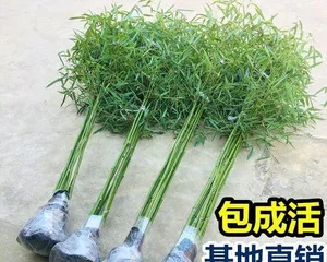 Benefits and Methods of Growing Bamboo at Home (Making Your Home More Vibrant - Cultivation and Care of Bamboo)