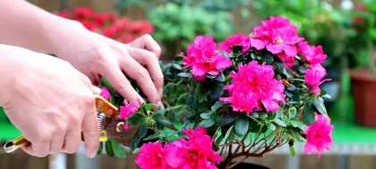 Rhododendron wightii Care Guide (Quickly Master Cultivation Techniques for Rhododendron wightii, Create a Unique Garden Landscape) 2