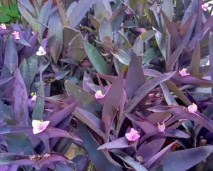 Benefits and Methods of Growing Purple Bamboo at Home (Bring More Vitality to Your Home - Cultivation and Maintenance of Purple Bamboo)