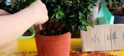 Rhododendron wightii Care Guide (Quickly Master Cultivation Techniques for Rhododendron wightii, Create a Unique Garden Landscape) 3