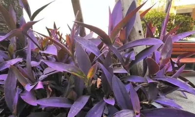 Benefits and Methods of Growing Purple Bamboo at Home (Bring More Vitality to Your Home - Cultivation and Maintenance of Purple Bamboo)