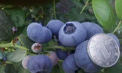 Blueberry Growth Cycle and Care Guide (From Planting to Harvest,)