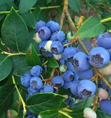 Blueberry Growth Cycle and Care Guide (From Planting to Harvest,) 2
