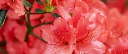 Can azaleas be grown at home? (Azaleas' growth environment, care tips, and edible benefits.)
