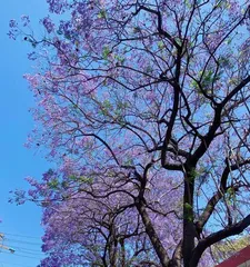 The flowering cycle of the Jacaranda tree (Learn about the blooming period and care tips for the Jacaranda)