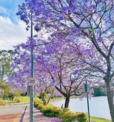 Jacaranda Flowering Cycle (Understanding Jacaranda