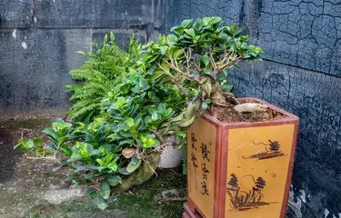 Growing banyan trees at home, enjoying the beauty of nature (let the health and beauty brought by green plants become your family's evergreen way of life)