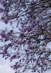 Jacaranda Flowering Cycle (Understanding Jacaranda