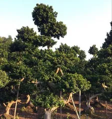 Growing Ficus Trees at Home, Enjoying the Beauty of Nature (Let the Health and Beauty Brought by Green Plants Become Your Evergreen Path) 2