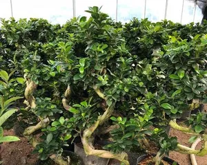Growing Ficus Trees at Home, Enjoying the Beauty of Nature (Let the Health and Beauty Brought by Green Plants Become Your Evergreen Path) 3