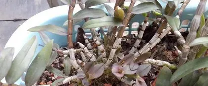 How to protect umbrella grass in winter? (Umbrella grass winter care guide)