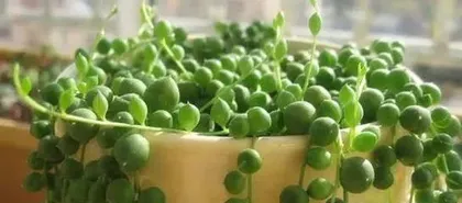 How to protect umbrella grass in winter? (Winter umbrella grass care guide,) 2