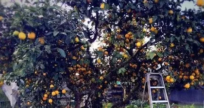 Growing apple trees at home, adding the fragrance of fruits to the family (Home gardening, loving cultivation)