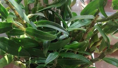 How to protect umbrella grass in winter? (Winter umbrella grass care guide,) 3