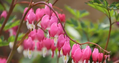 Cultivation and Care of Pansies (a beautiful blooming flower that is simple and easy to grow)