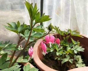 Dicentra spectabilis Planting and Maintenance (A Beautiful Blooming Flower That Is Easy to Grow) 2