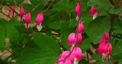 Dicentra spectabilis Planting and Maintenance (A Beautiful Blooming Flower That Is Easy to Grow) 3