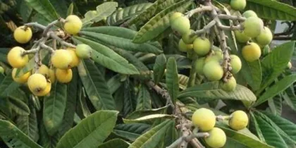 Planting apricot trees, creating a beautiful courtyard (Can apricot trees be planted at home? How to plant apricot trees? Care methods and precautions for apricot trees)