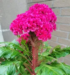 Cockscomb - The Perfect Choice for Indoor Care (Characteristics and Care Tips for Indoor Cockscomb)