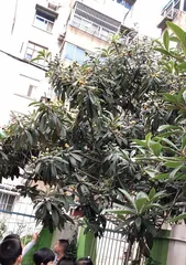 Planting Apricot Trees, Creating Beautiful Courtyard (Can Apricot Trees Be Planted at Home? How to Plant Apricot Trees? Apricot Tree Care Methods and Precautions) 2