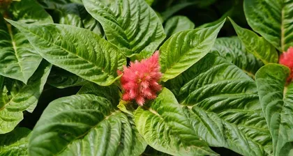 Celosia - The Perfect Choice for Indoor Care (Characteristics and Maintenance Tips for Indoor Celosia) 2