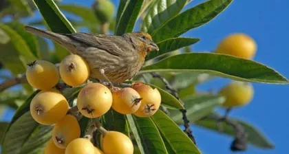 Planting Apricot Trees, Creating Beautiful Courtyard (Can Apricot Trees Be Planted at Home? How to Plant Apricot Trees? Apricot Tree Care Methods and Precautions) 3
