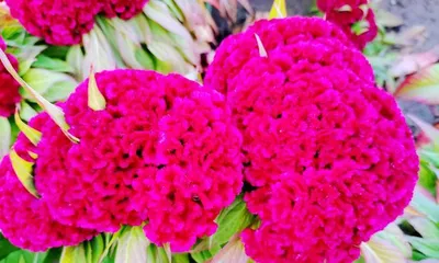 Celosia - The Perfect Choice for Indoor Care (Characteristics and Maintenance Tips for Indoor Celosia) 3