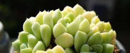 Dahurian Primrose Summer Safety Guide (How to Properly Care for Dahurian Primrose in Summer?)