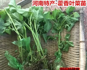 Complete Guide to Henan Schizonepeta Planting (Detailed Explanation of Planting Months, Locations, Seed Selection, Growth Environment, Maintenance Techniques, etc.) 2