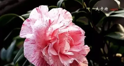 旱金莲度夏安全指南(如何在夏季正确养护旱金莲?)2