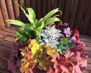 Care Guide for Hostas (Can hostas be grown indoors? How to maintain them?)