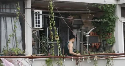 旱金莲度夏安全指南(如何在夏季正确养护旱金莲?)3