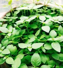 Complete Guide to Henan Schizonepeta Planting (Detailed Explanation of Planting Months, Locations, Seed Selection, Growth Environment, Maintenance Techniques, etc.) 3