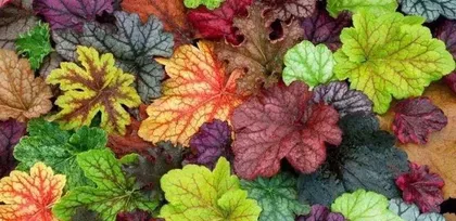 Home Heuchera Care Guide (Can Heuchera be grown indoors? How to maintain it?) 2