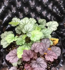 Home Heuchera Care Guide (Can Heuchera be grown indoors? How to maintain it?) 3