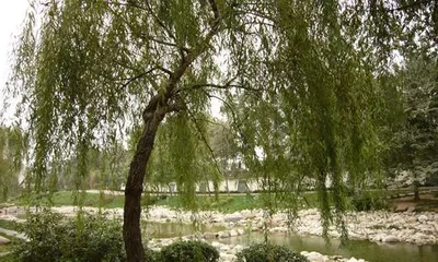 Observe the trees by the river quietly (Exploring the types and beauty of the trees by the river)