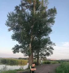 Observing Riverside Trees (Exploring the Types and Beauty of Riverside Trees) 2