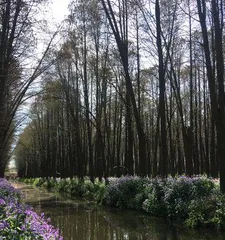 Observing Riverside Trees (Exploring the Types and Beauty of Riverside Trees) 3