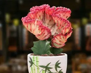 How to Help Colorful Qilin Thrive (Care Tips for Colorful Qilin) 1