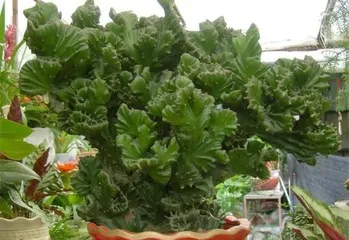 How to Help Colorful Qilin Thrive (Care Tips for Colorful Qilin) 2