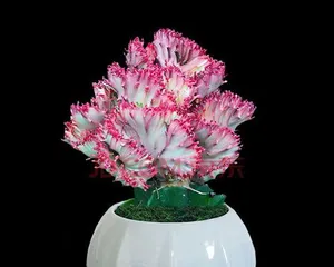 How to Help Colorful Qilin Thrive (Care Tips for Colorful Qilin) 3